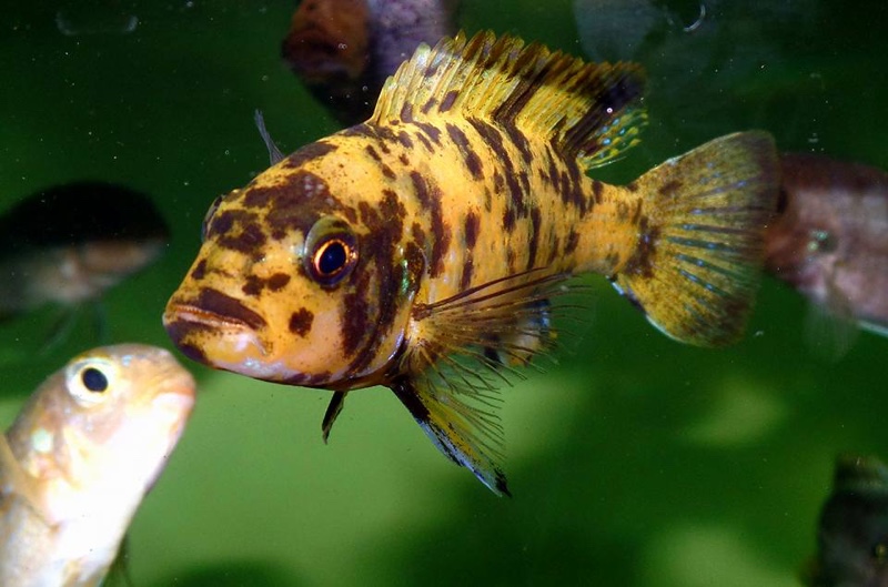Genyochromis mento 'Ndumbi Point'